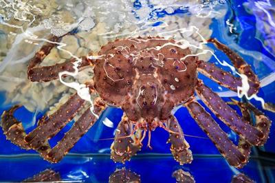 1499元茅臺(tái)、3.29元依云水,心急網(wǎng)友提前做攻略